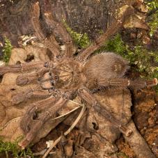 Puerto Rican Pink Toe (Caribena laeta)