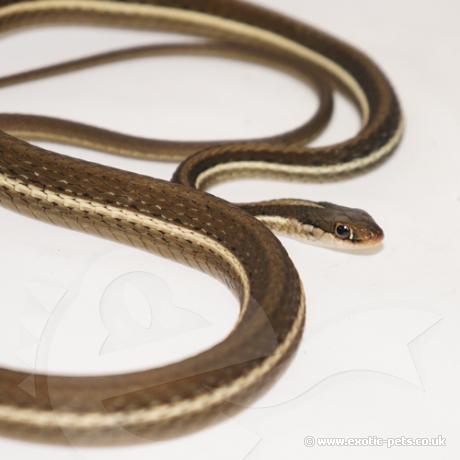 Eastern Ribbon Snake