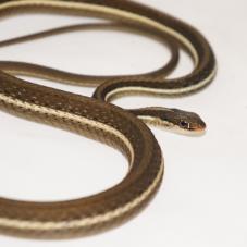 Eastern Ribbon Snake (Thamnophis sauritus)