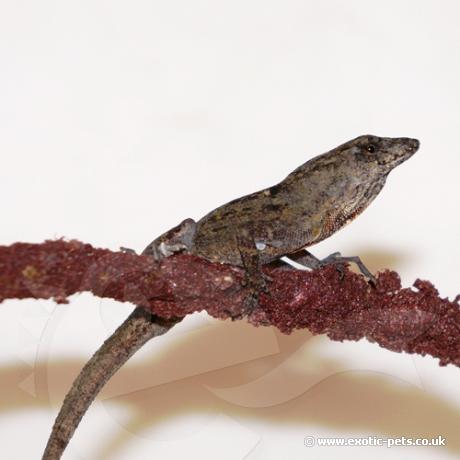 Brown Anole