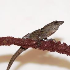 Brown Anole (Anolis sagrei)