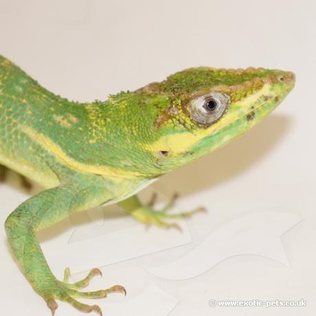 Cuban Knight Anole