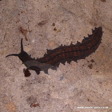 Velvet Worms