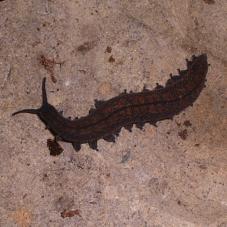 Velvet Worms (Peripatus sp.)