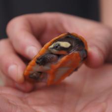 Red Bellied Short Necked Turtle (Emydura subglobosa)