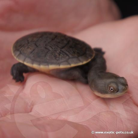 Siebenrocks Snake Necked Turtle