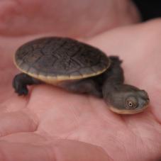 Siebenrocks Snake Necked Turtle (Chelodina siebenrocki)