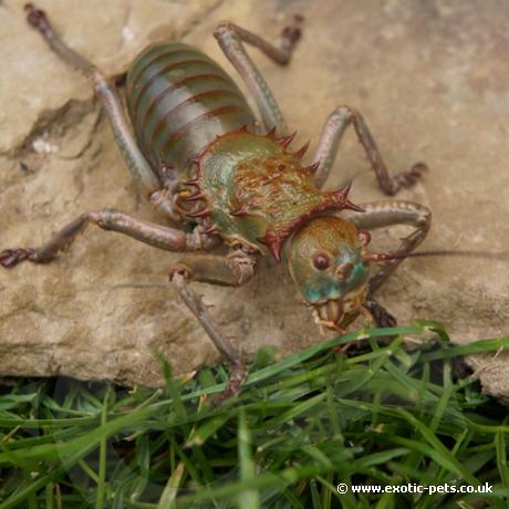 African Armoured Cricket