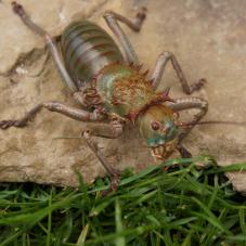 African Armoured Cricket (Acanthoplus discoidalis)