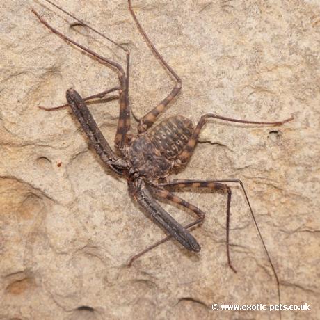 Tail Less Whip Scorpion - Sub/Adult