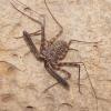 Tail Less Whip Scorpion - Sub/Adult photo