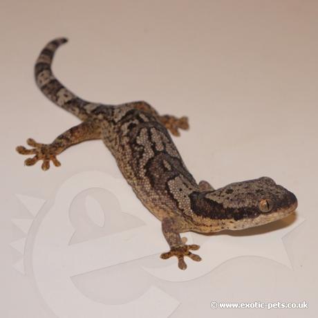 African Banded Velvet Gecko