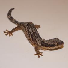 African Banded Velvet Gecko (Homopholis fasciata)