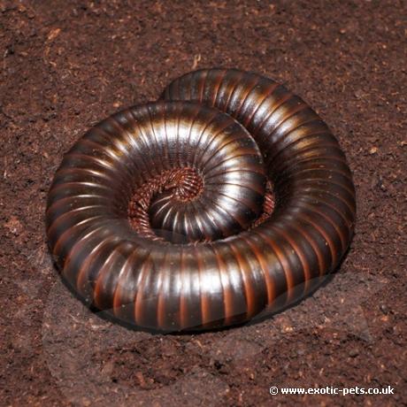 African Giant Black Millipede - Curled Up