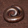 African Giant Black Millipede - Curled Up photo