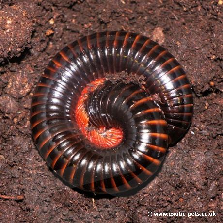 Tanzanian Red Leg Millipede