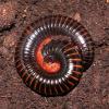 Tanzanian Red Leg Millipede photo
