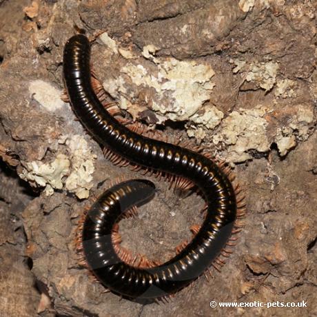 Tanzanian Yellow Legged Millipedes - climbing up a branch