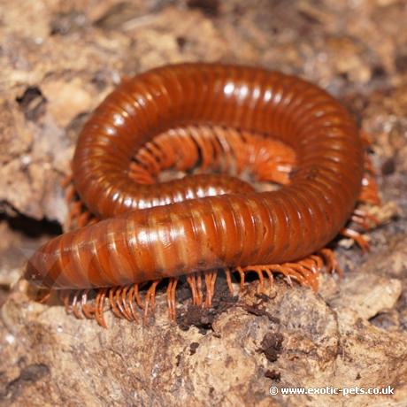 Tanzanian Brown Millipedes