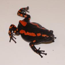 Fire Walking Frog (Phrynomantis bifasciatus)