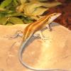 Rainbow Skink photo