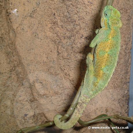 Male Ruwenzori Side Striped Chemeleon