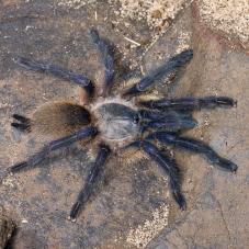 Socotra Island Blue Baboon (Monocentropus balfouri)