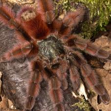 Martinique Pink Toe (Caribena versicolor)