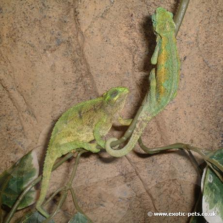 Pair of Ruwenzori Side Striped Chemeleons