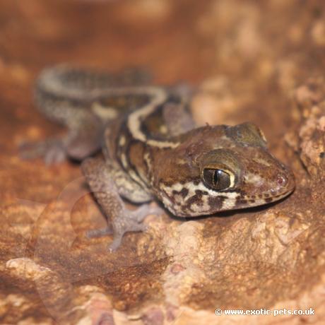 Madagascan Ground Gecko