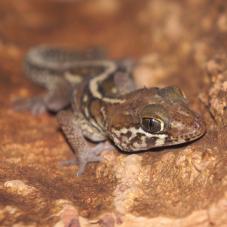 Madagascan Ground Gecko (Paroedura pictus)