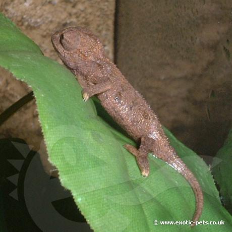 Baby Ruwenzori Side Striped Chemeleon