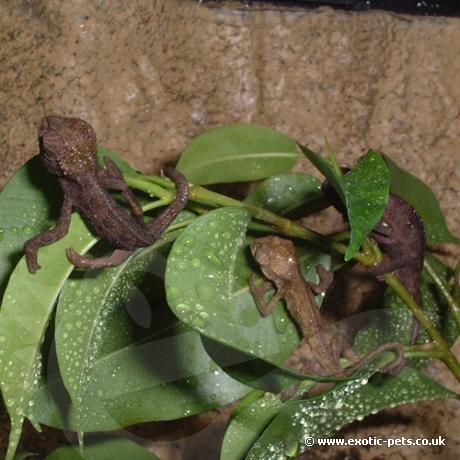Group of Ruwenzori Side Striped Chemeleons