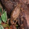 Gravid Pitless Pygmy Chameleon photo