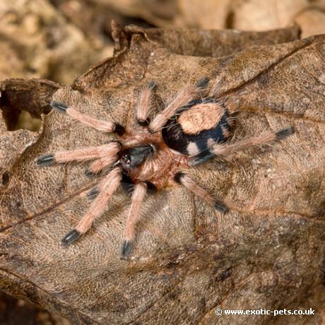 Peruvian Dwarf Black & White Tarantula