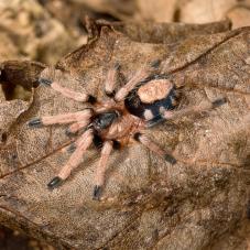 Peruvian Dwarf Black & White Tarantula (Cyriocosmus ritae)