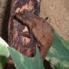 Male Pitless Pygmy Chameleon photo