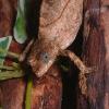 Pitless Pygmy Chameleon photo