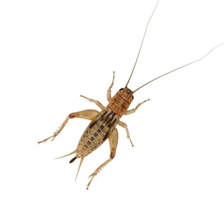Silent Brown Crickets Gryllus Assimilis