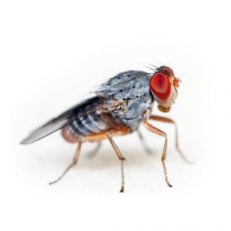 Fruit Fly Cultures
