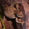 Pregnant Pitless Pygmy Chameleon photo