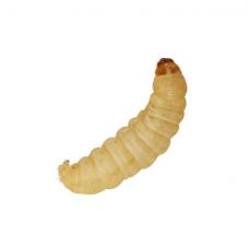 Waxworms (Galleria mellonella)