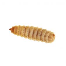 Calci Worms (Hermetia illucens)