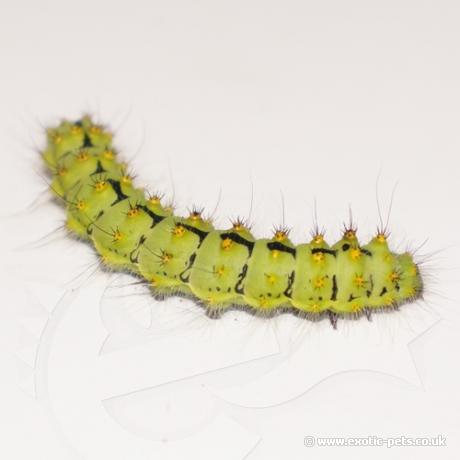 Southern Emperor Silk Moth