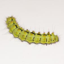 Southern Emperor Silk Moth (Saturnia pavoniella)