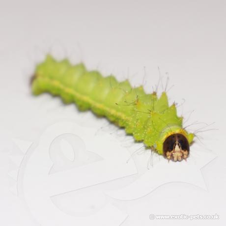 Chinese Oak Silkmoth