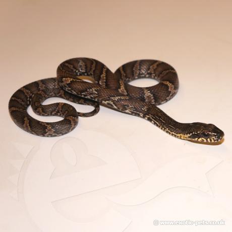 Russian Rat Snake