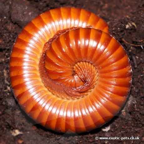 Rusty Millipedes