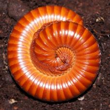 Rusty Millipedes (Trigoniulus corallinus)