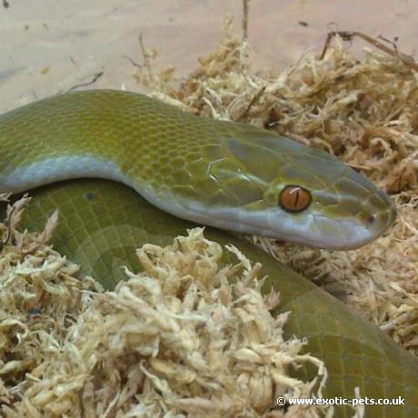 Olive House Snake